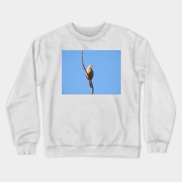 Mourning Dove, birds, wildlife, nature, gifts Crewneck Sweatshirt by sandyo2ly